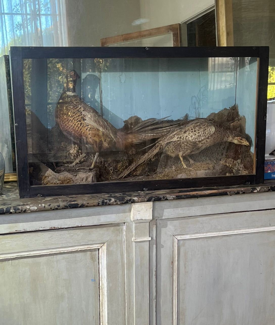 Antique taxidermy boxed specimens