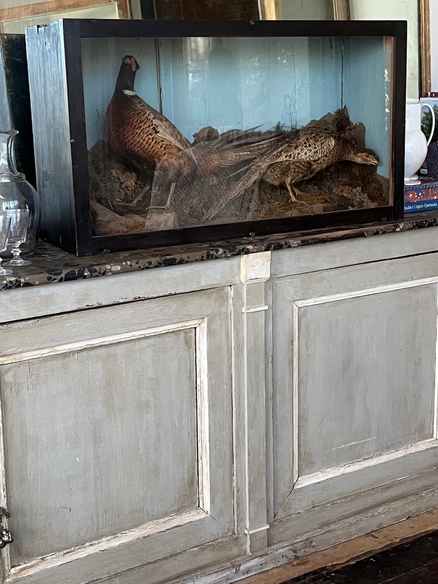 Antique taxidermy boxed specimens