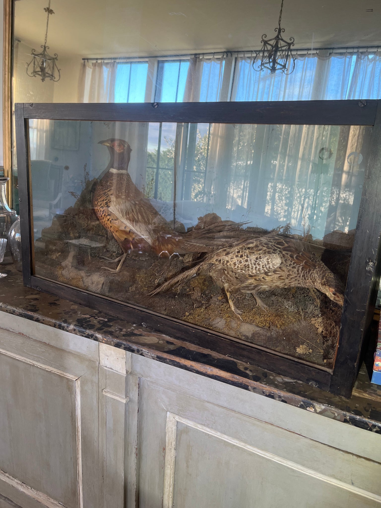 Antique taxidermy boxed specimens
