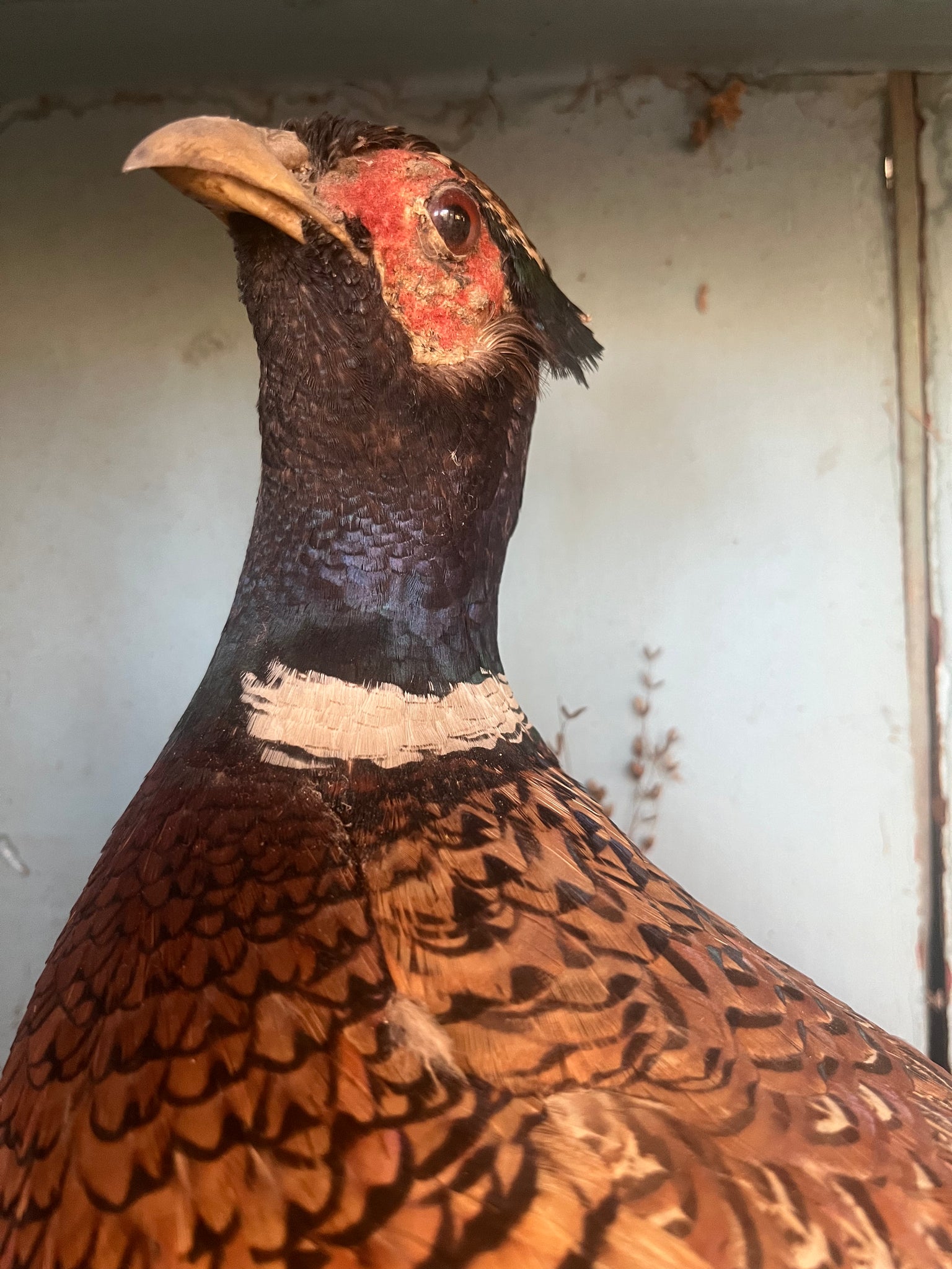 Antique taxidermy boxed specimens