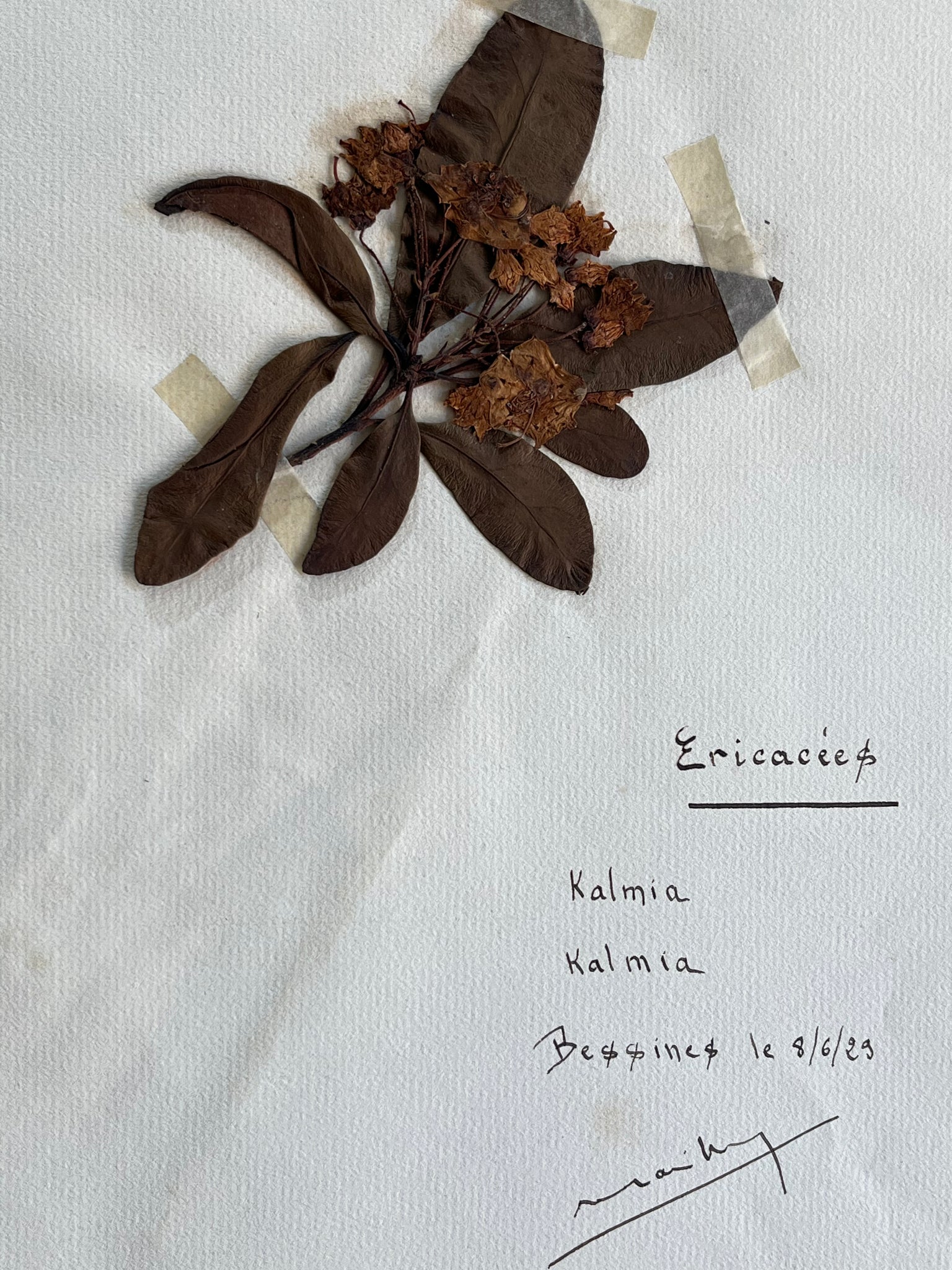 Set Botanical specimens