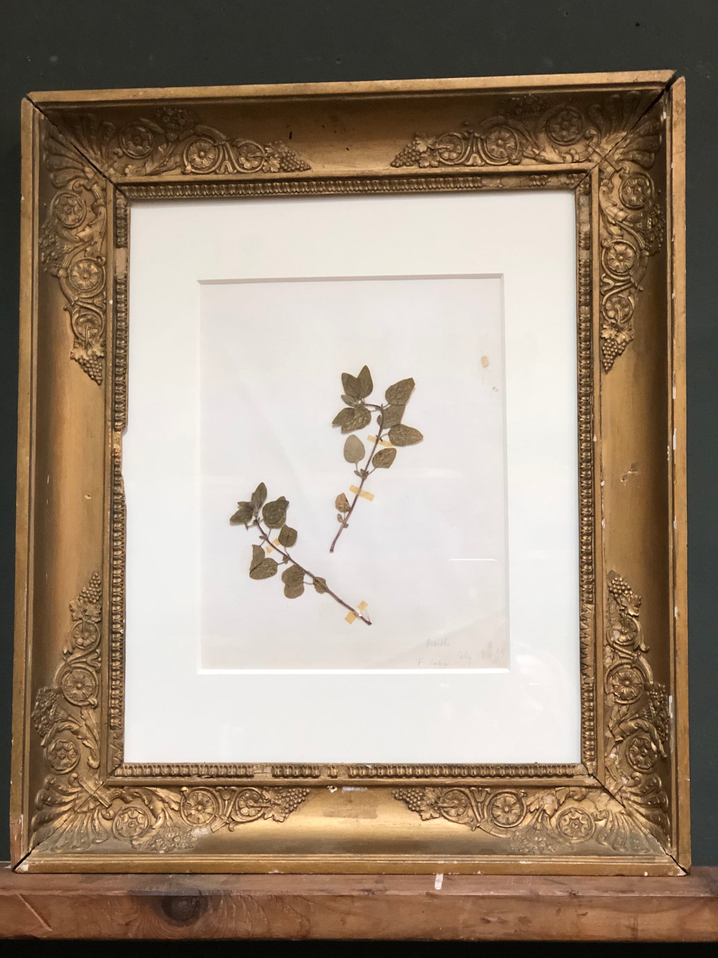 Gorgeous antique framed botanical specimen