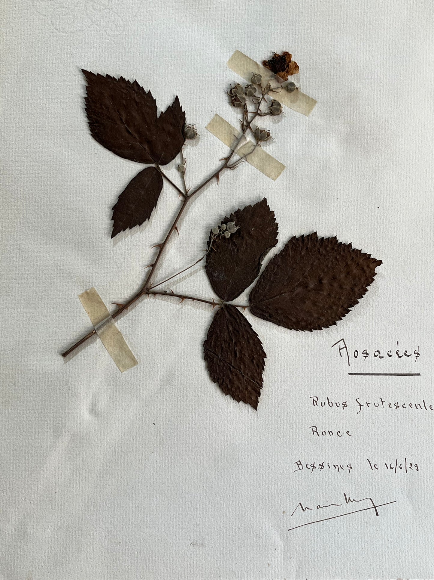 Set Botanical specimens
