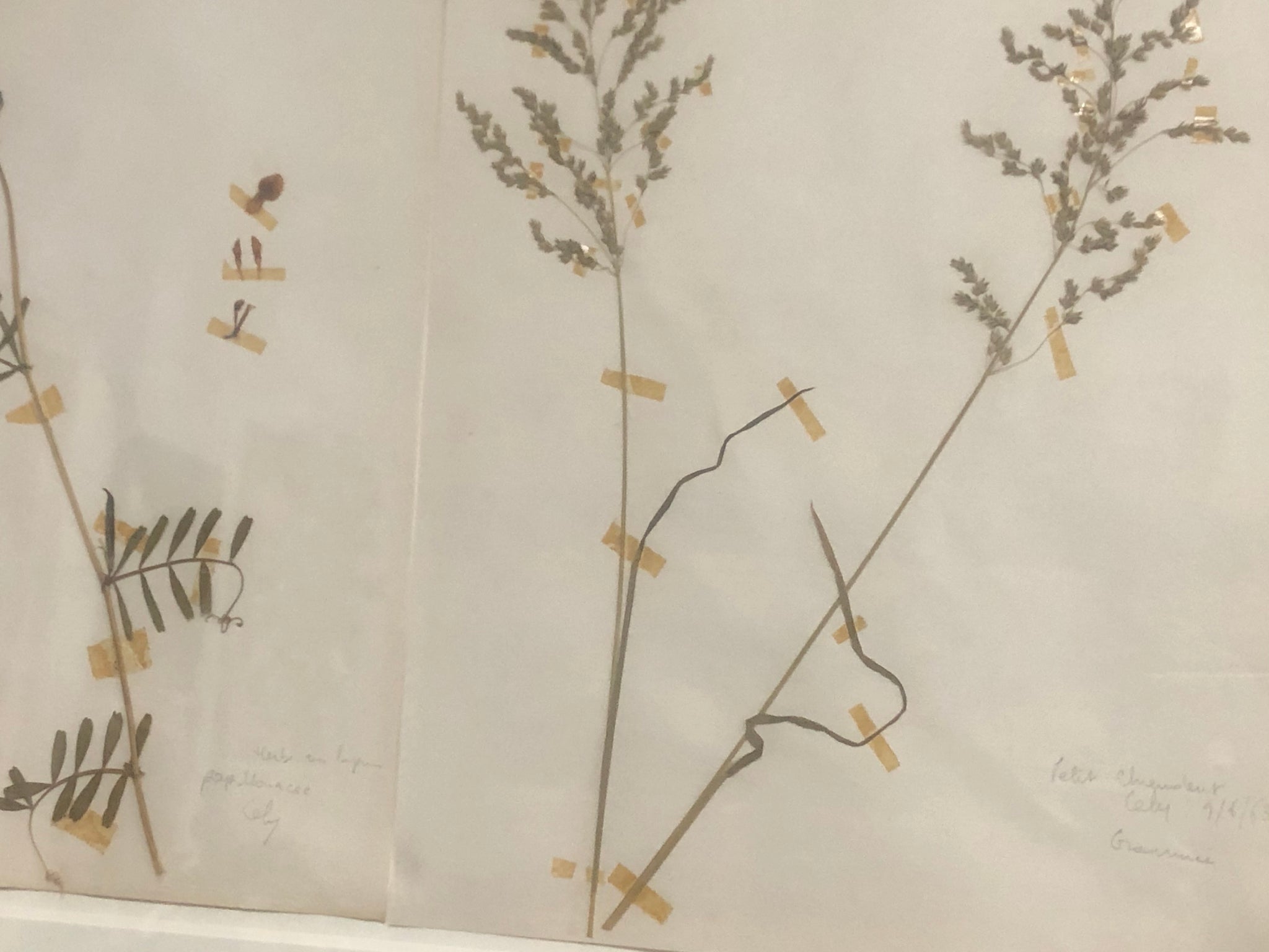 Botanical specimens in antique frame
