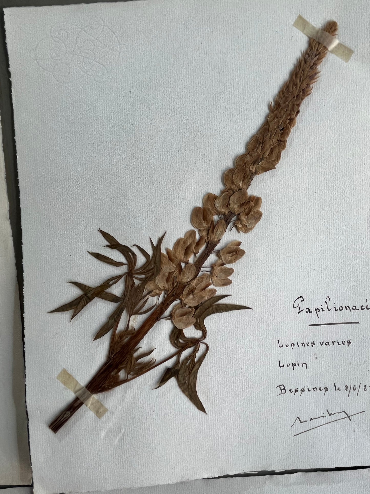 Set 6 botanical specimens